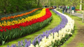 2014-04-17 Holland Tulips 27.jpg
